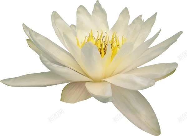 手绘淡黄色莲花图案png免抠素材_新图网 https://ixintu.com 卡通 可爱 夏天 夏季 插画 池塘 荷叶 开放 荷花 精美 莲花 纯洁