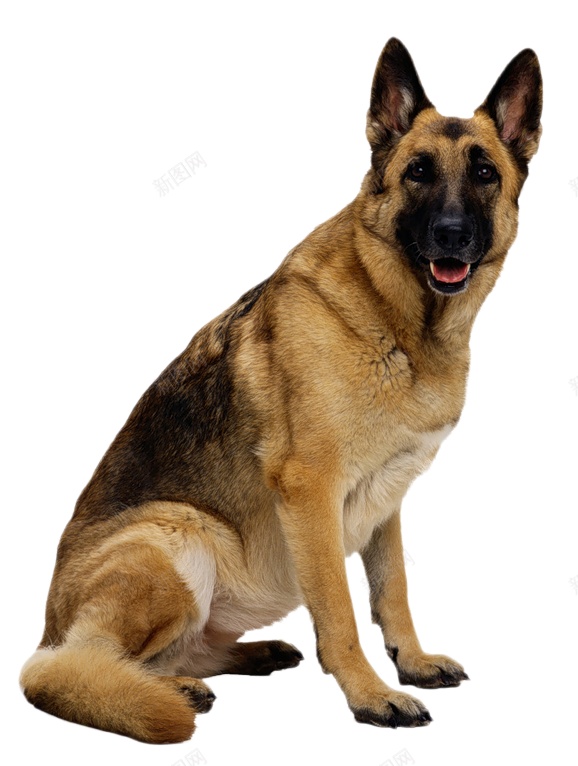 德国牧羊犬狼犬png免抠素材_新图网 https://ixintu.com 德国牧羊犬 狼犬