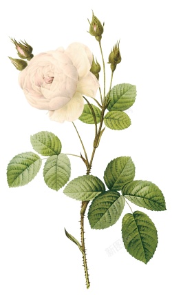 白玫瑰白色玫瑰素材