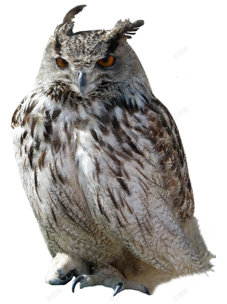猫头鹰鸮owl的复数png免抠素材_新图网 https://ixintu.com owl的复数 猫头鹰鸮