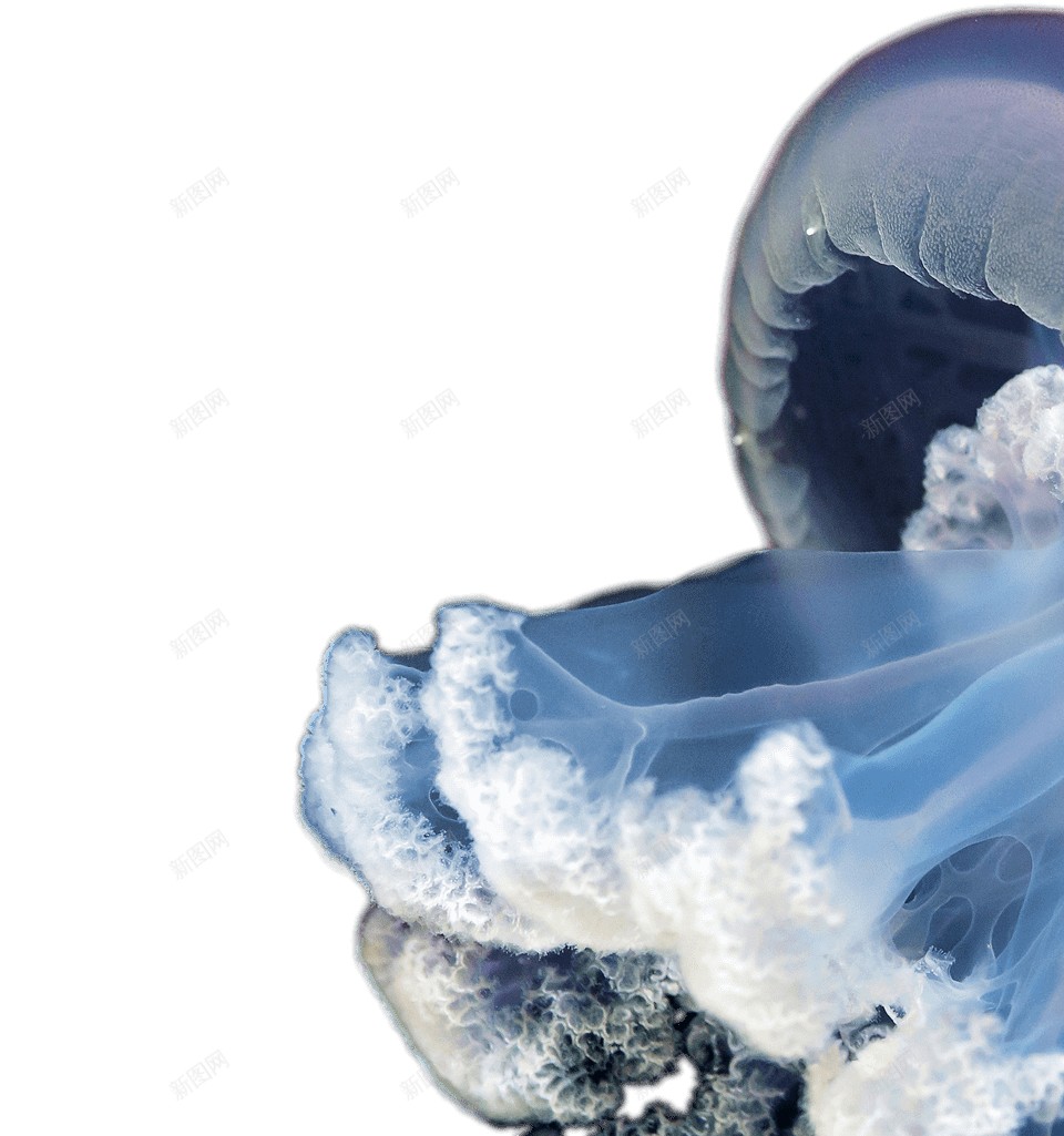 水母海蜇png免抠素材_新图网 https://ixintu.com 水母 海蜇