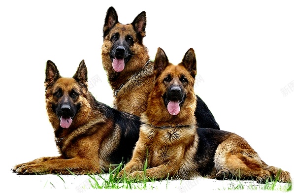 德国牧羊犬狼犬png免抠素材_新图网 https://ixintu.com 德国牧羊犬 狼犬