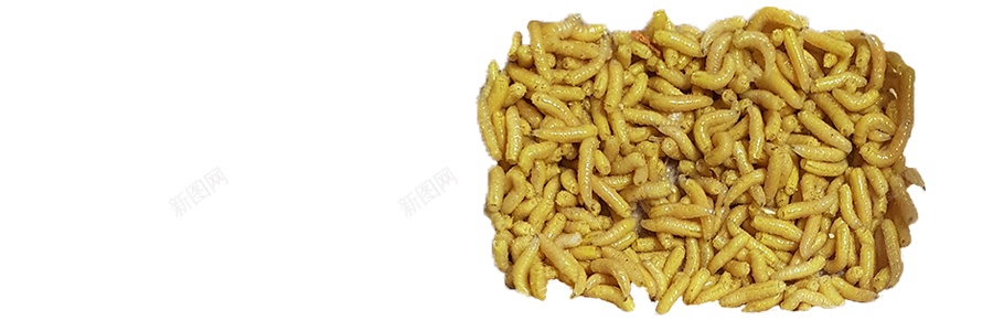 蛆maggot的复数png免抠素材_新图网 https://ixintu.com maggot的复数 蛆