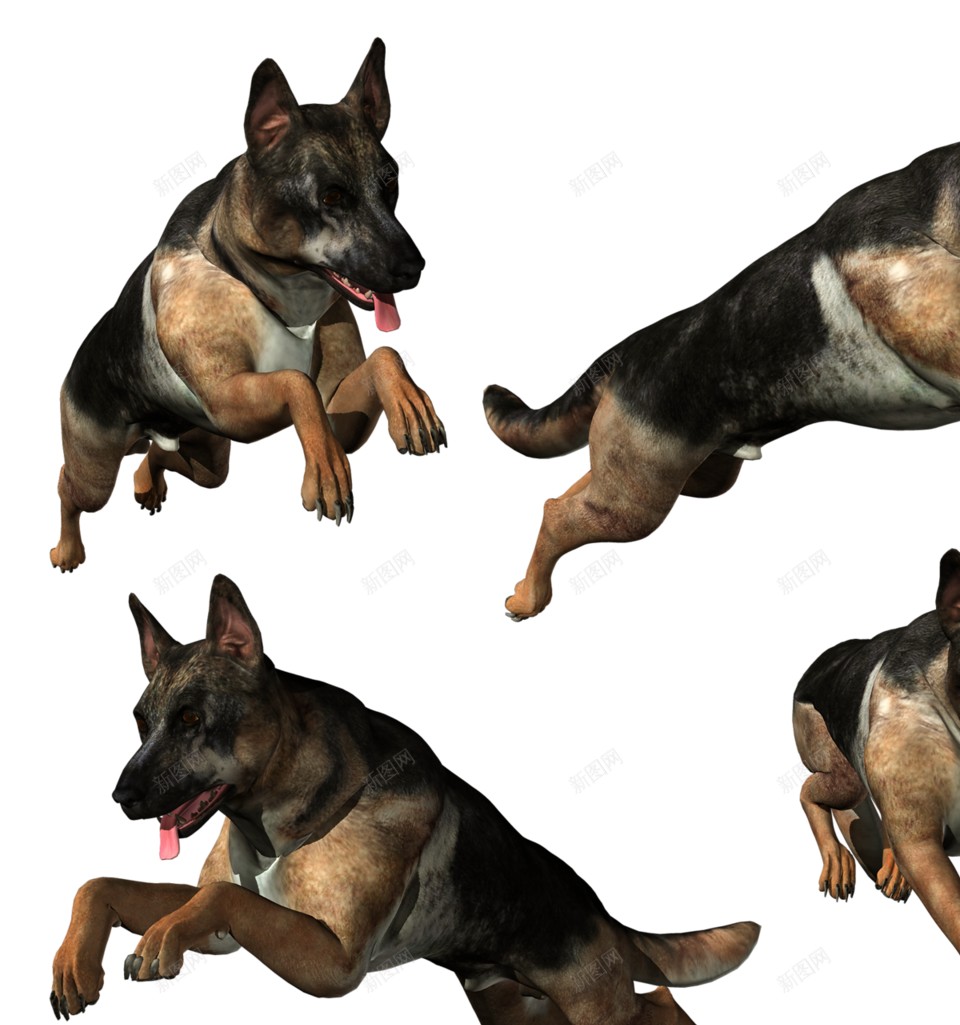 德国牧羊犬狼犬png免抠素材_新图网 https://ixintu.com 德国牧羊犬 狼犬