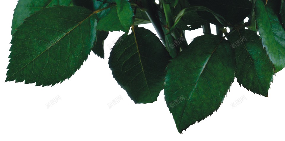一束花png免抠素材_新图网 https://ixintu.com 一束花