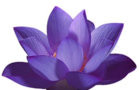 手绘紫色莲花图案png免抠素材_新图网 https://ixintu.com 卡通 可爱 夏天 夏季 插画 池塘 荷叶 开放 荷花 精美 莲花 纯洁