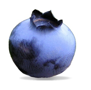 越橘蓝色浆果蓝莓blueberry的复数png免抠素材_新图网 https://ixintu.com blueberry的复数 越橘蓝色浆果蓝莓