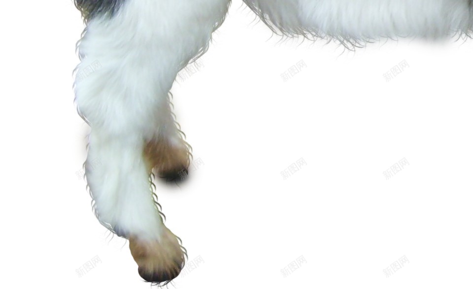 山羊家畜哺乳动物png免抠素材_新图网 https://ixintu.com 羊 山羊 羊群 家畜 生态 动物 哺乳动物 畜牧业 农业