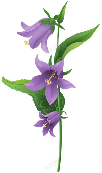 风铃草属吊钟花png免抠素材_新图网 https://ixintu.com 吊钟花 风铃草属