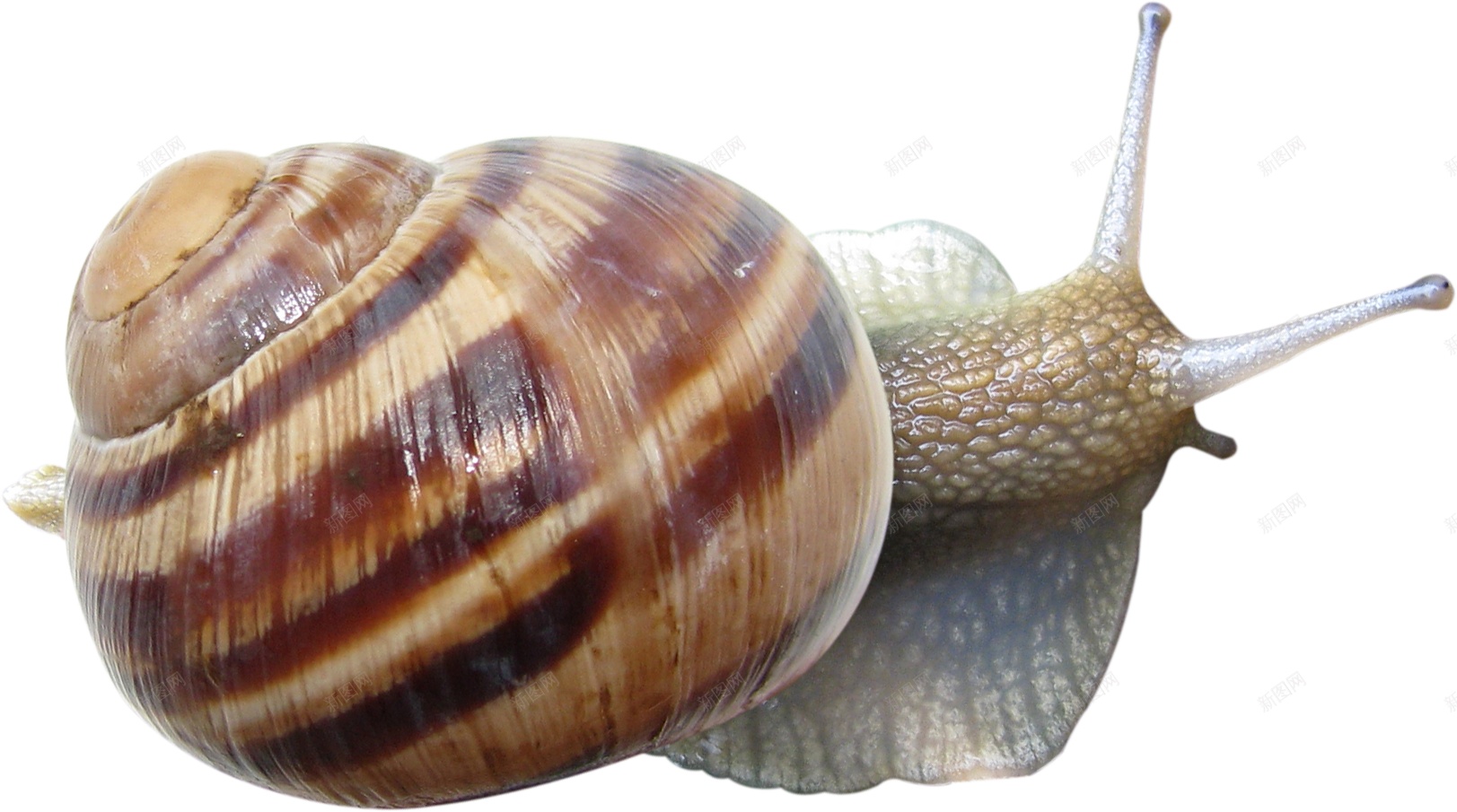 蜗牛snail的复数png免抠素材_新图网 https://ixintu.com snail的复数 蜗牛