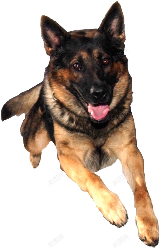 德国牧羊犬狼犬png免抠素材_新图网 https://ixintu.com 德国牧羊犬 狼犬
