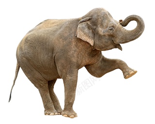 象elephant的复数png免抠素材_新图网 https://ixintu.com elephant的复数 象