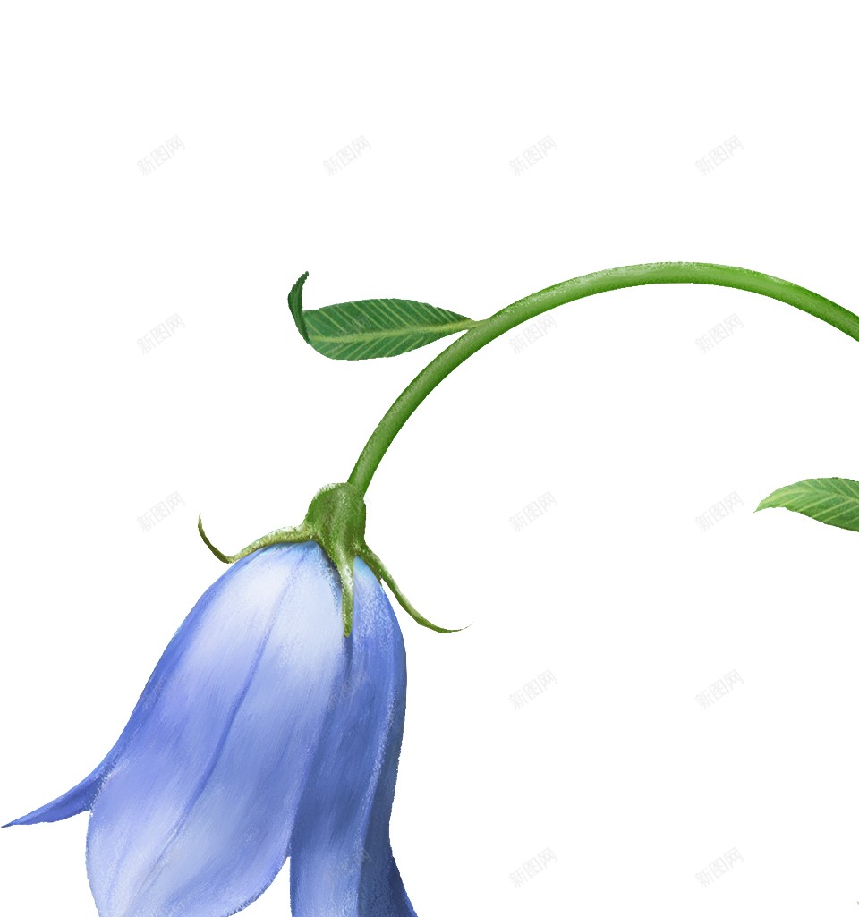 风铃草属吊钟花png免抠素材_新图网 https://ixintu.com 吊钟花 风铃草属