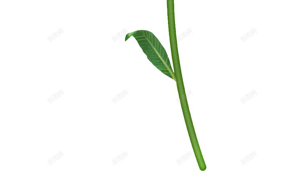 风铃草属吊钟花png免抠素材_新图网 https://ixintu.com 吊钟花 风铃草属