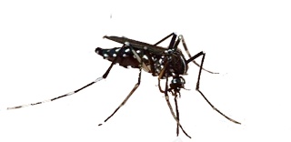 蚊子png免抠素材_新图网 https://ixintu.com 蚊子