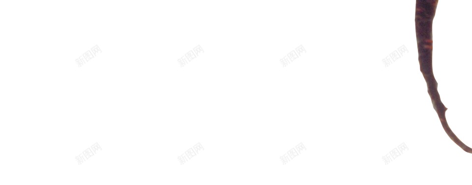 甜菜糖萝卜png免抠素材_新图网 https://ixintu.com 甜菜 糖萝卜