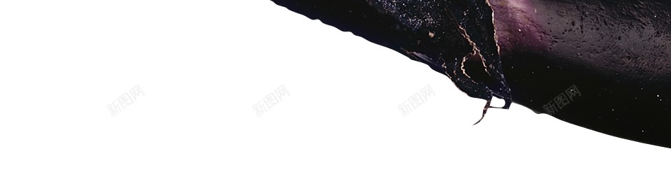 茄子png免抠素材_新图网 https://ixintu.com 茄子