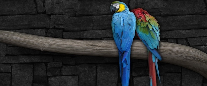 服装海报psd设计背景_新图网 https://ixintu.com 摄影 海报banner 风景 鹦鹉