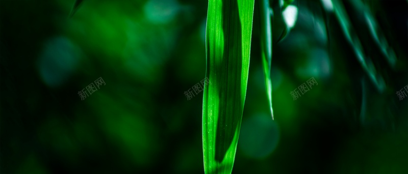 竹叶绿色黑绿背景jpg设计背景_新图网 https://ixintu.com 摄影 竹叶 绿色 背景