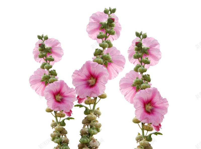 太阳花花jpg设计背景_新图网 https://ixintu.com JPG PNG 太阳花 花
