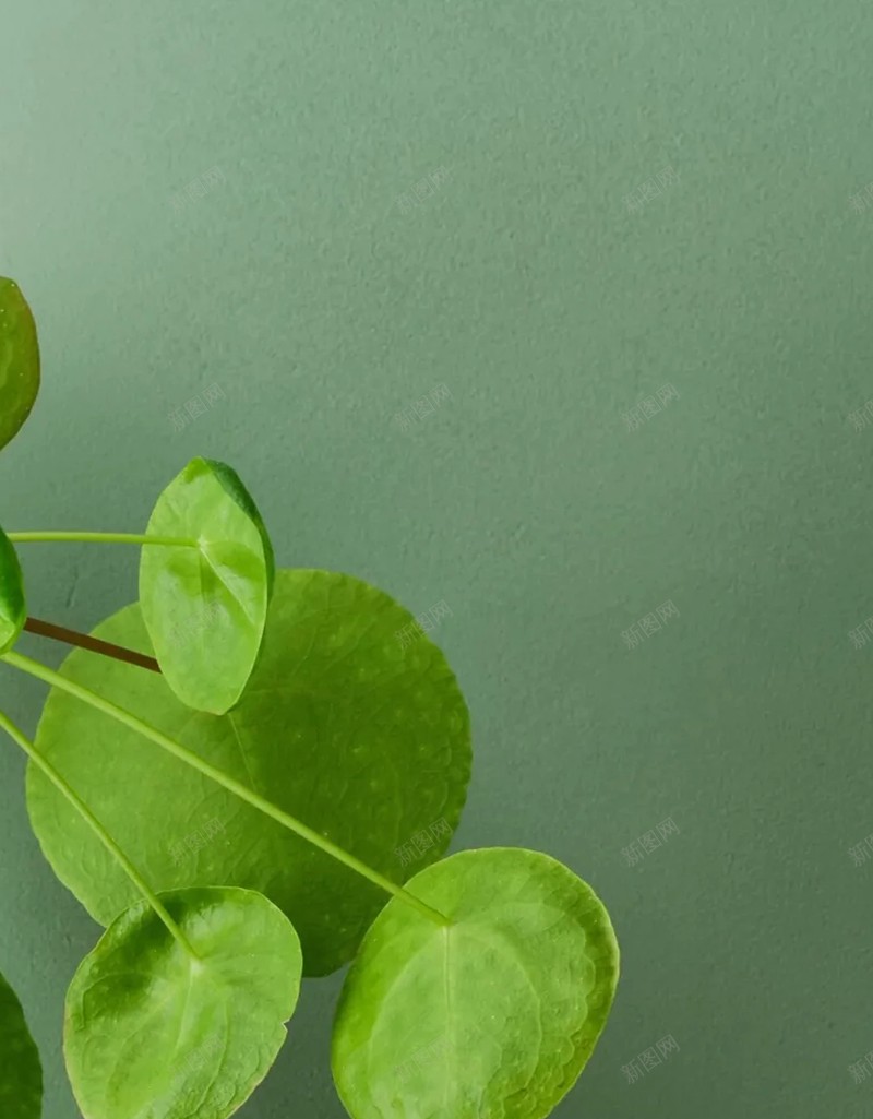 绿色植物绿植背景jpg设计背景_新图网 https://ixintu.com 绿色 植物 绿植 背景