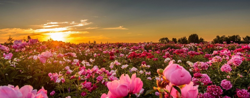 夕阳玫瑰背景jpg设计背景_新图网 https://ixintu.com 鲜花速递 夕阳 玫瑰 天空 海报banner 摄影 风景