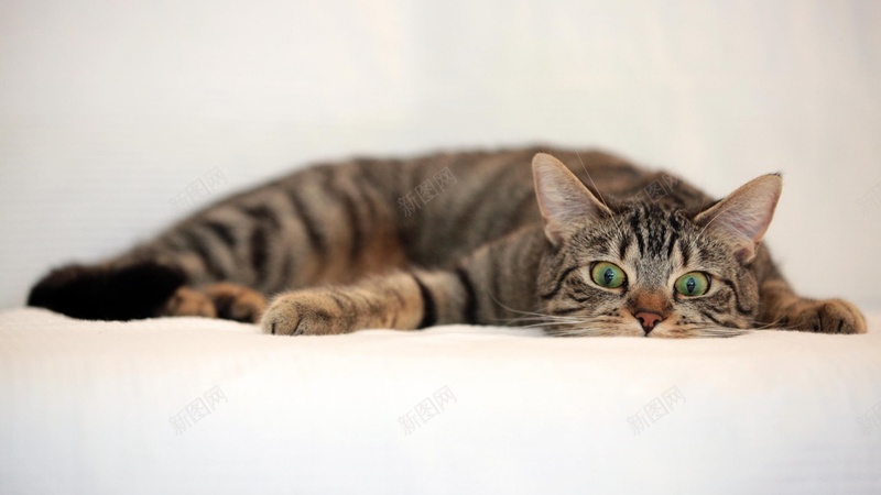 猫咪瘫软趴在地上看着你jpg设计背景_新图网 https://ixintu.com 猫咪 瘫软 趴在地上 看着你