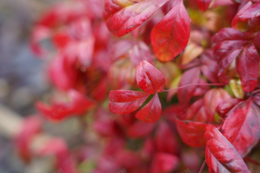 公园里的花草植物jpg_新图网 https://ixintu.com 春天 花草 植物 公园 绿色 红叶