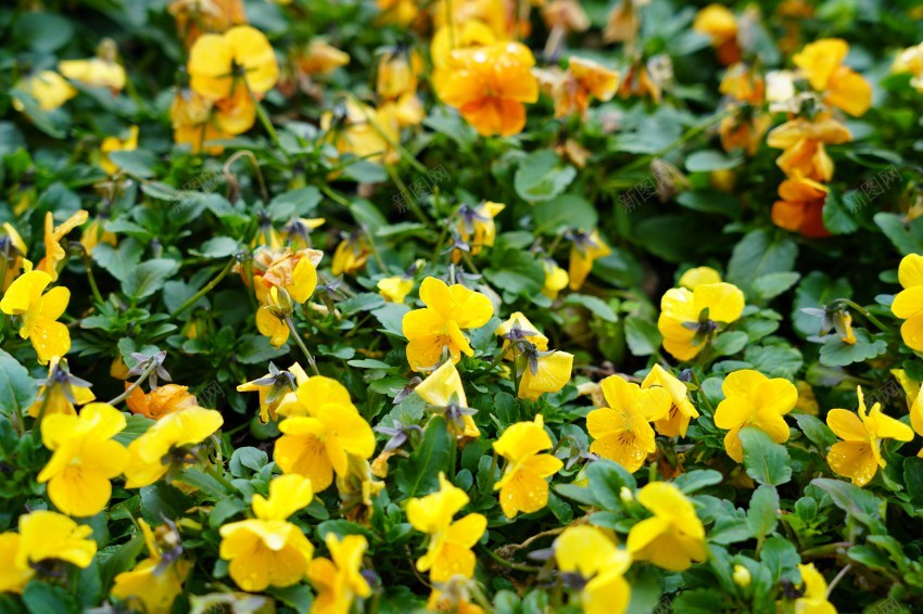 春天里的花草植物jpg_新图网 https://ixintu.com 春天 花草 植物 公园 绿色 红花 绿叶