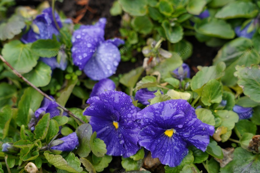 春天里的花草植物jpg_新图网 https://ixintu.com 春天 花草 植物 公园 绿色 红花 绿叶