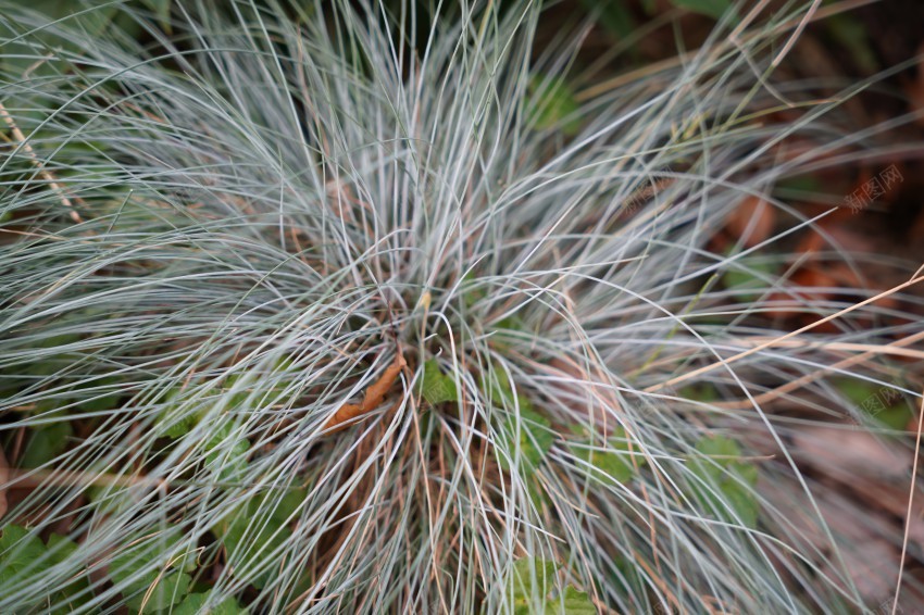 公园里的花草植物jpg_新图网 https://ixintu.com 公园 植物 草
