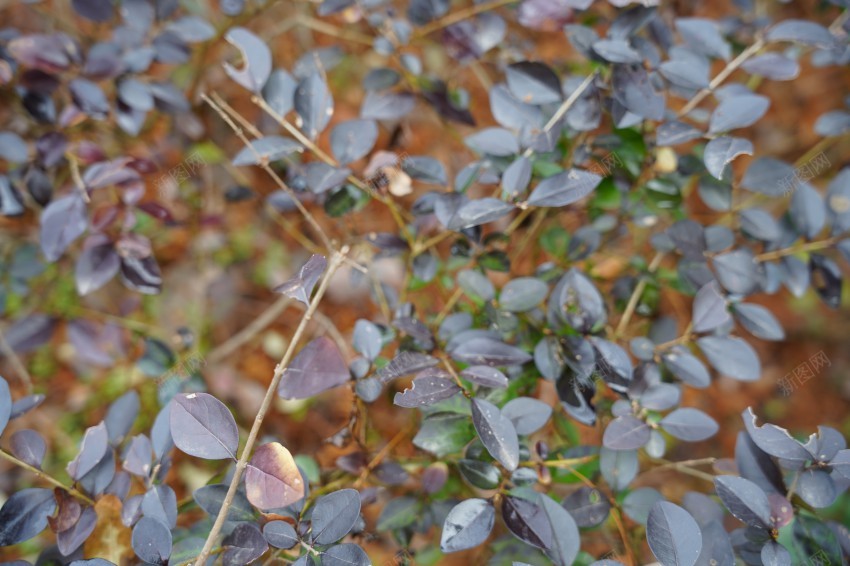 春天里的花草植物jpg_新图网 https://ixintu.com 春天 花草 植物 公园 绿色 红花 绿叶