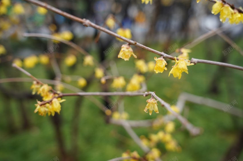 公园植物黄色小花jpg_新图网 https://ixintu.com 春天 花草 植物 公园 黄色 绿叶