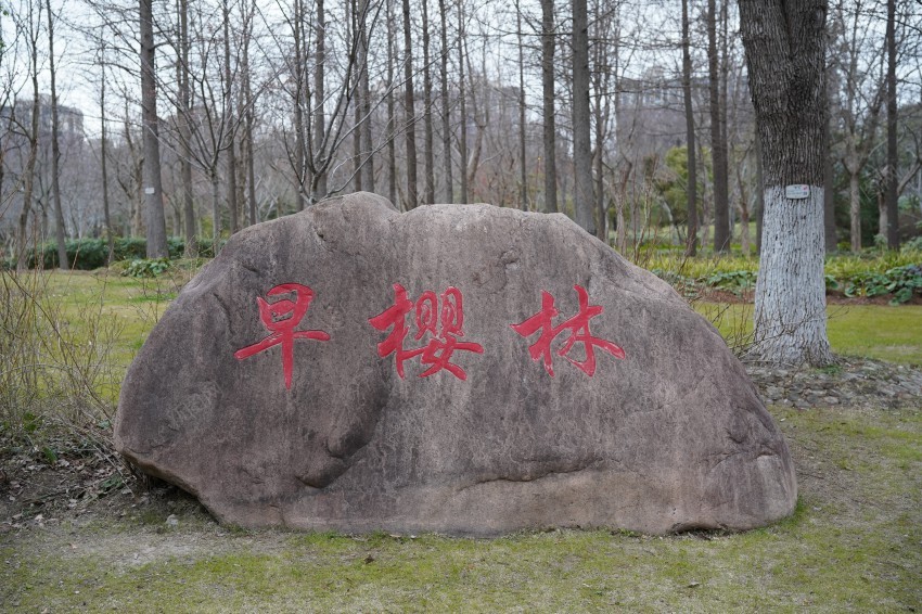 顾村公园jpg_新图网 https://ixintu.com 公园 公园场景 初春