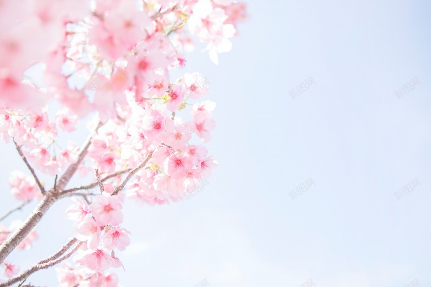 粉色樱花春天摄影jpg_新图网 https://ixintu.com 粉色 樱花 摄影 图片 花 花朵