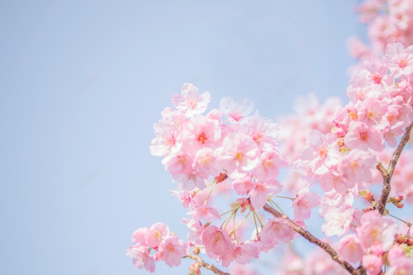 粉色樱花春天摄影jpg_新图网 https://ixintu.com 粉色 樱花 摄影 图片 花 花朵