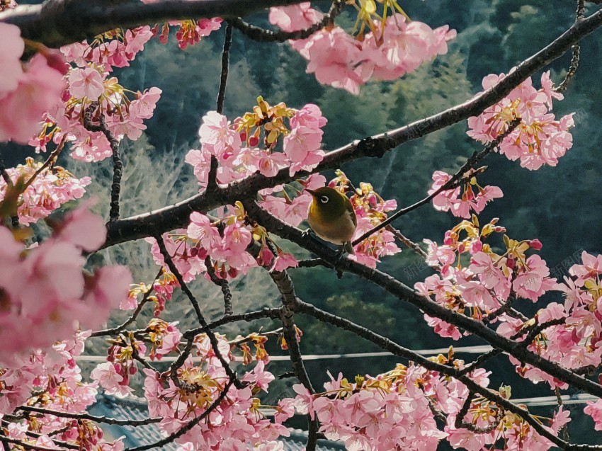 河津早樱jpg_新图网 https://ixintu.com 早樱 樱花 日本 鸟