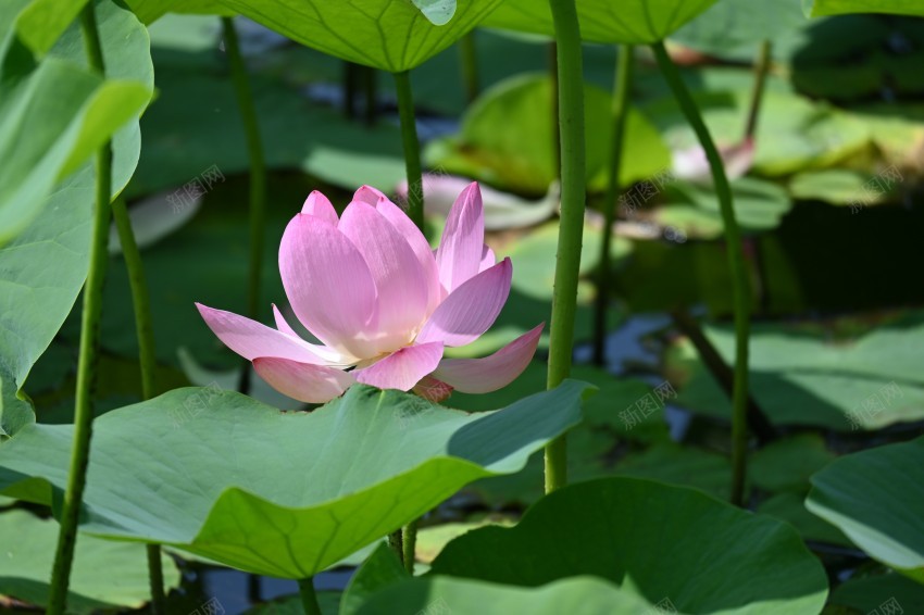 荷花jpg_新图网 https://ixintu.com 荷花 莲花