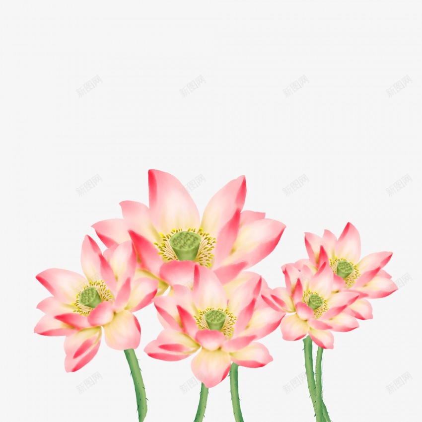 卡通荷叶装饰荷花插画植物夏季元素png免抠素材_新图网 https://ixintu.com 立夏 立夏元素 立夏素材 立夏荷花 荷花素材 荷花元素 荷叶 盛夏 盛夏元素