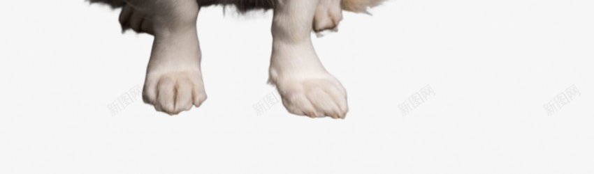 宠物素材png免抠素材_新图网 https://ixintu.com 猫 猫咪 狗 狗狗 免抠 透明底 png