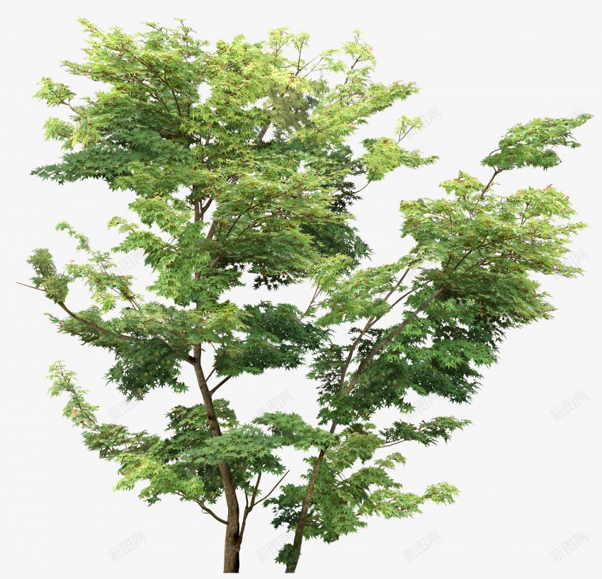 立面树绿色树木植物png免抠素材_新图网 https://ixintu.com psd植物立面 树叶 植物 稀疏 立面 素材