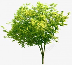立面树绿色树木植物素材