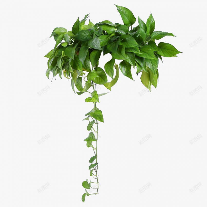 鲜花绿叶抠图png免抠素材_新图网 https://ixintu.com 鲜花 绿叶 小草