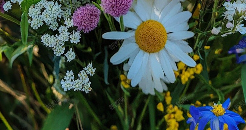 朵朵鲜花png免抠素材_新图网 https://ixintu.com 花卉 卡通 白色 粉色 花束 蓝色 鲜花五颜六色 黄色 绿植 花元素