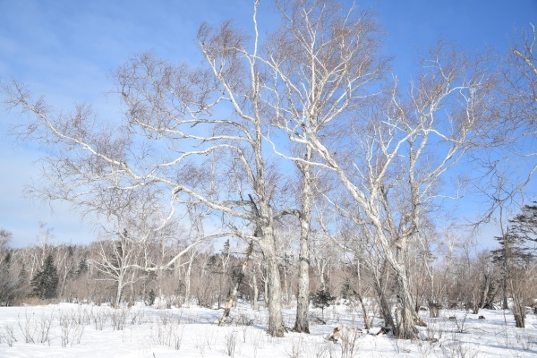 雪地里的树木jpg_新图网 https://ixintu.com 地面 天空 树木 白色 雪