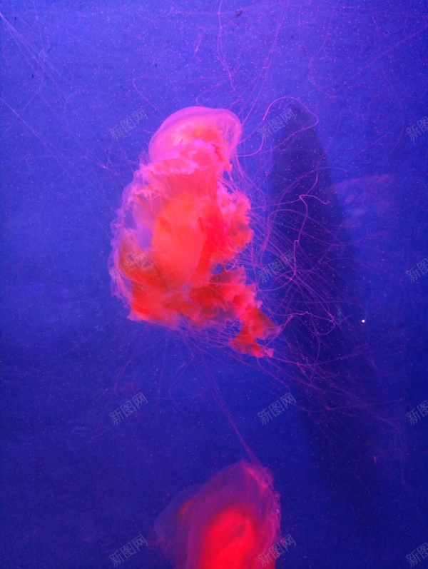 海底水母鱼jpg_新图网 https://ixintu.com 水母 海底 鱼