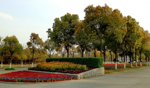 植物景观jpg_新图网 https://ixintu.com 植物 绿树 花草 道路