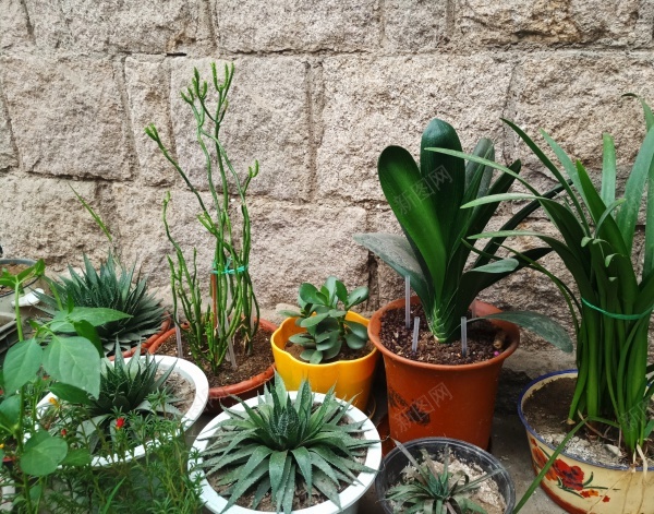植物jpg_新图网 https://ixintu.com 植物 盆栽 绿色 花盆