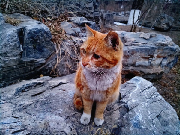 可爱橘猫jpg_新图网 https://ixintu.com 可爱 橘猫