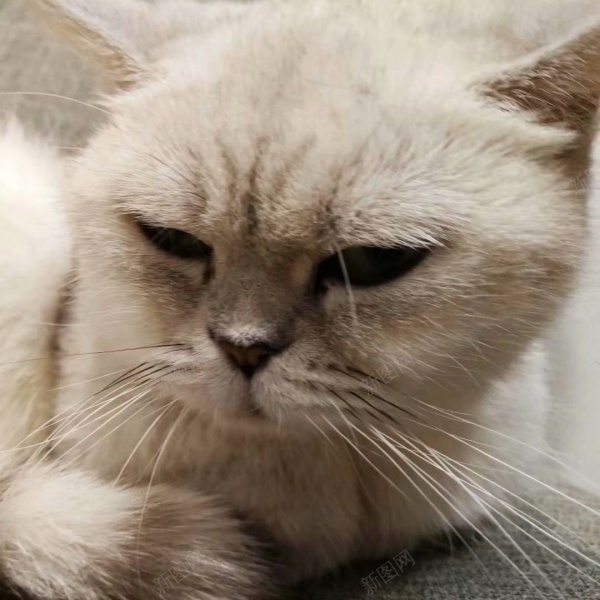 眯着眼睛睡觉的猫jpg_新图网 https://ixintu.com 可爱 猫 眯眼睛 睡觉